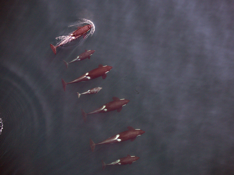 Illustration for article titled Drone Captures First-Ever Aerial Photos Of Nursing Orca Calf